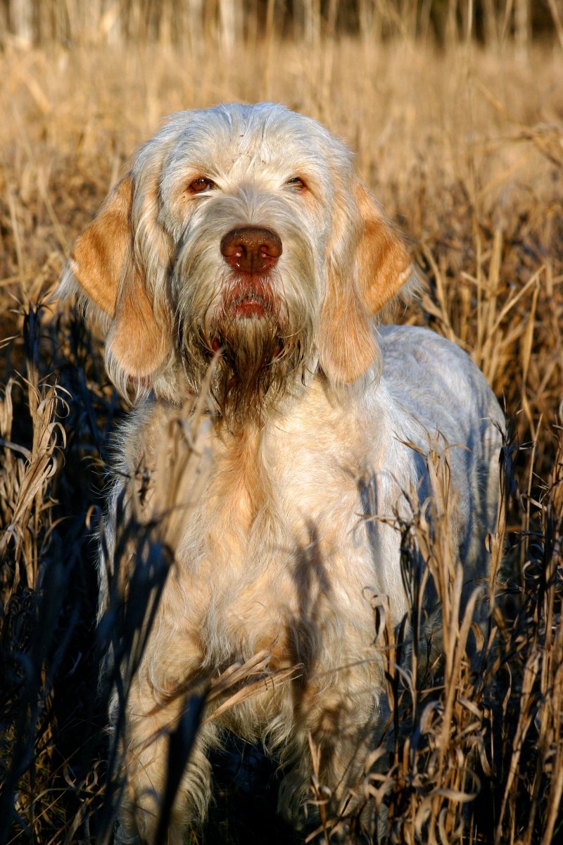 Olasz drótszőrű vizsla