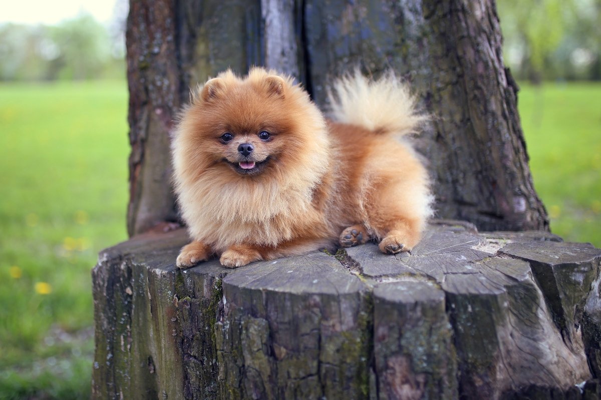 pomerániai
