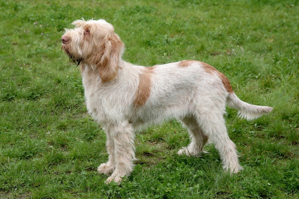 Olasz drótszőrű vizsla
