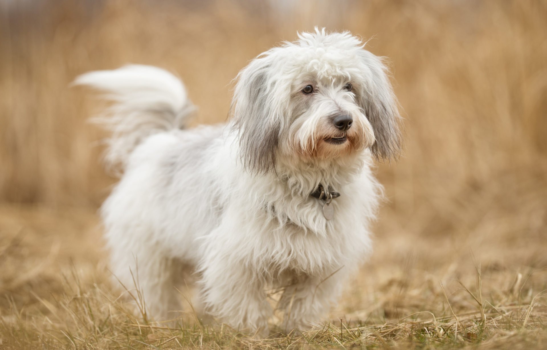 coton de tuléar