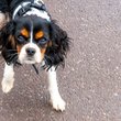 2024_03_king-charles-spaniel-merges-seta-fb-1024x535.jpg