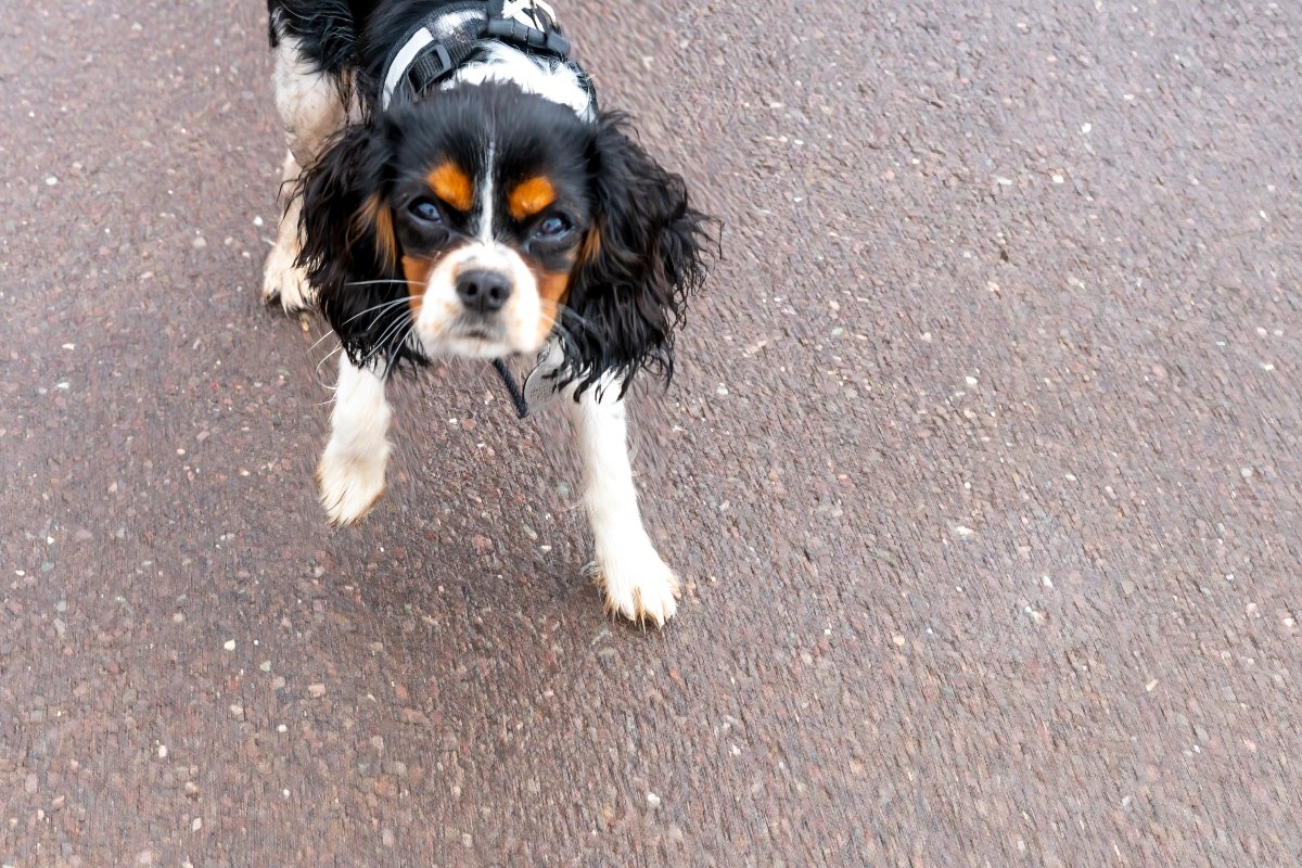 king charles spániel mérges séta borító