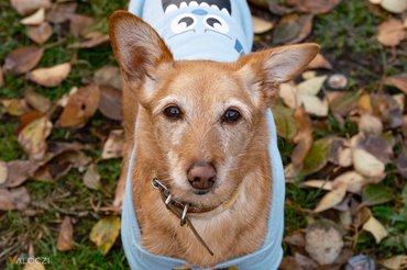 kutya pulcsiban ősszel