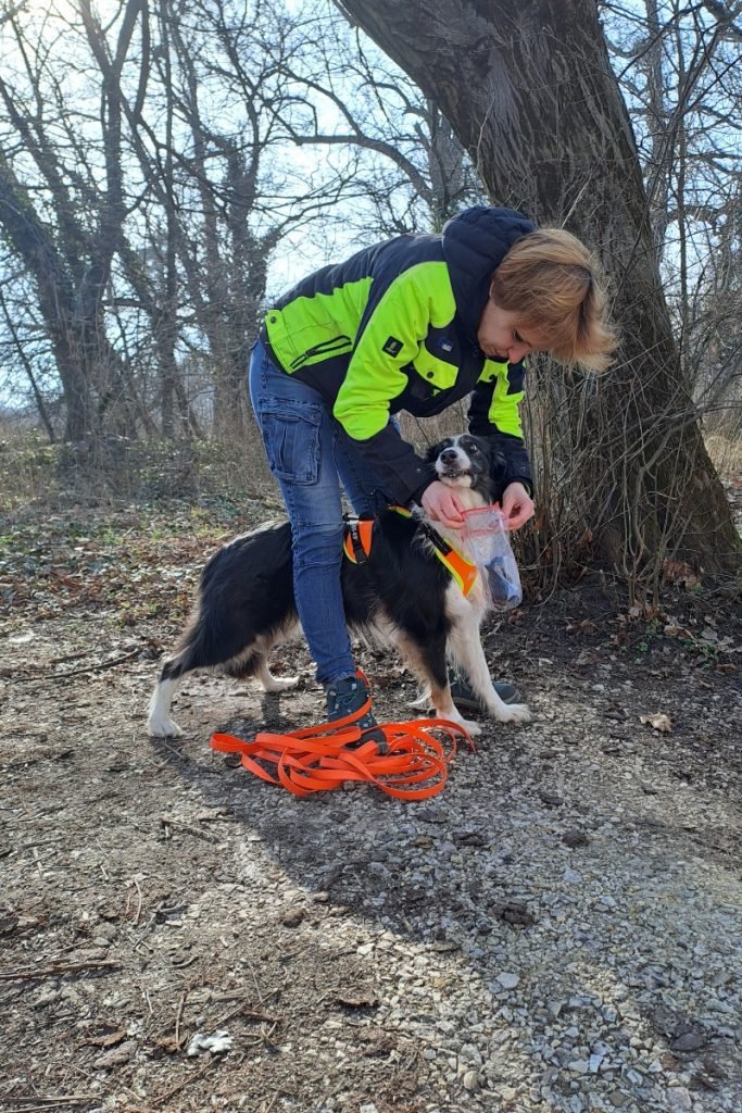 2024_03_penny-border-collie-tatabanyai-terepjarosok-szemelykereso-kutya-683x1024.jpg