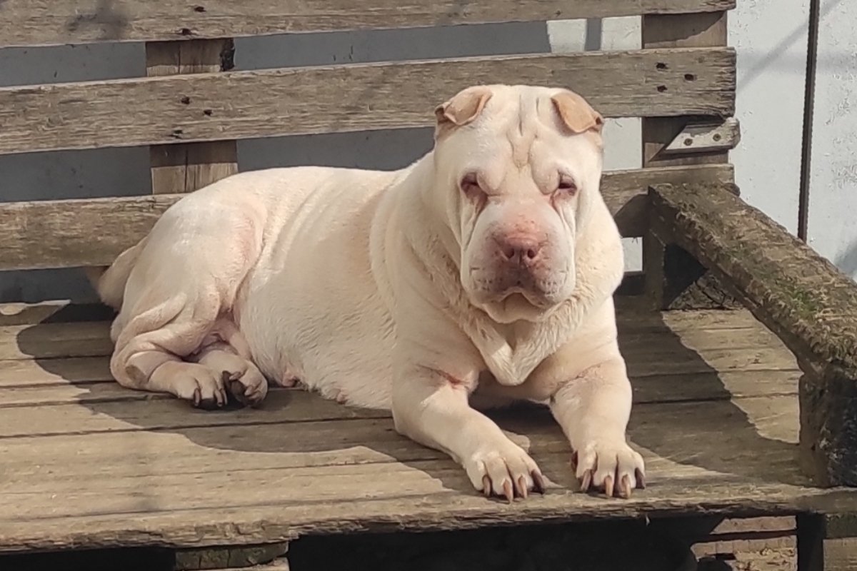 shar pei Phanatic Hungary Kennel (3)