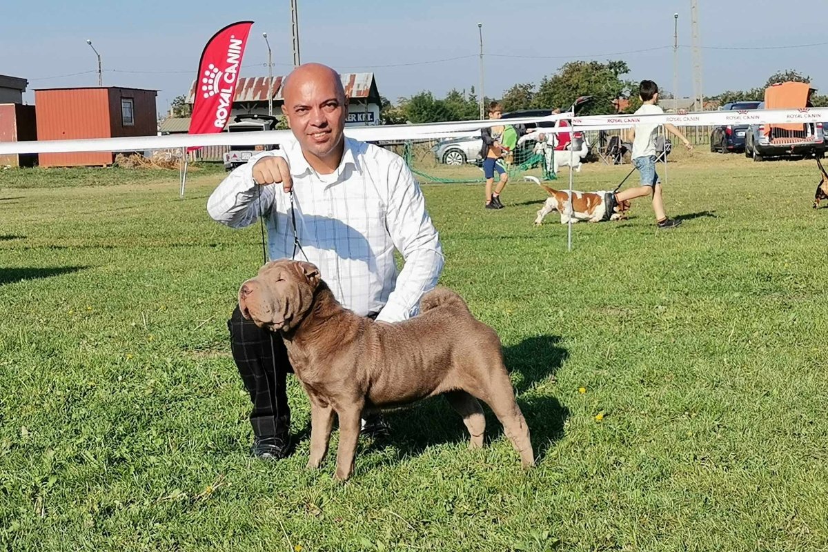 shar pei Phanatic Hungary Kennel (4)