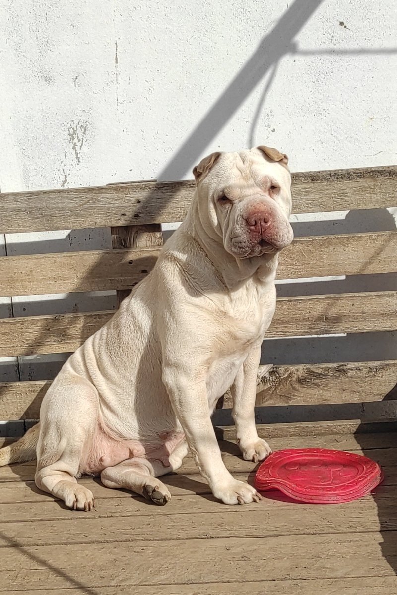 shar pei Phanatic Hungary Kennel