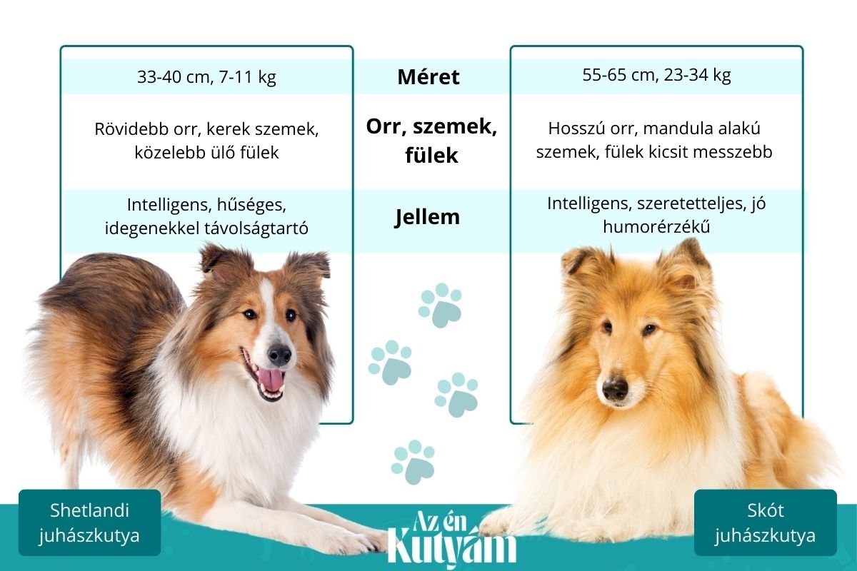 shetlandi és skót juhászkutya