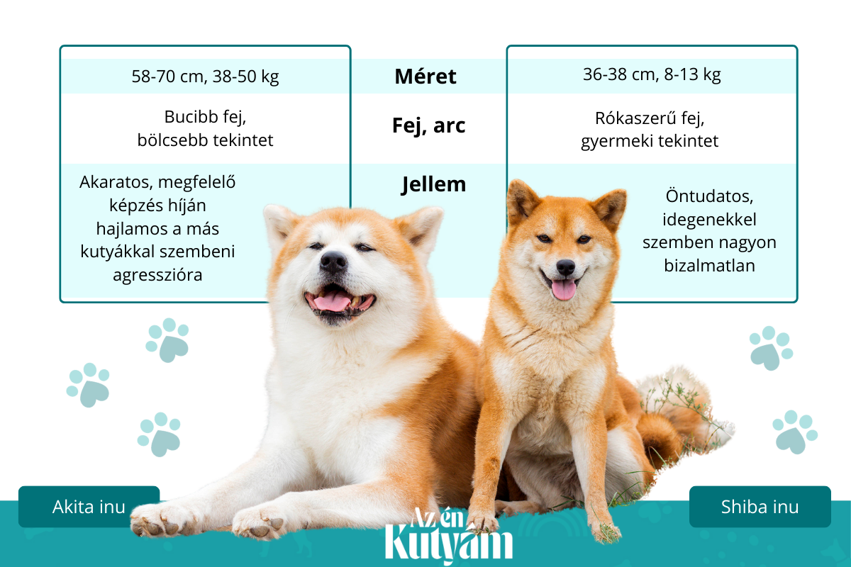 shiba inu és akita inu összehaosnlítás
