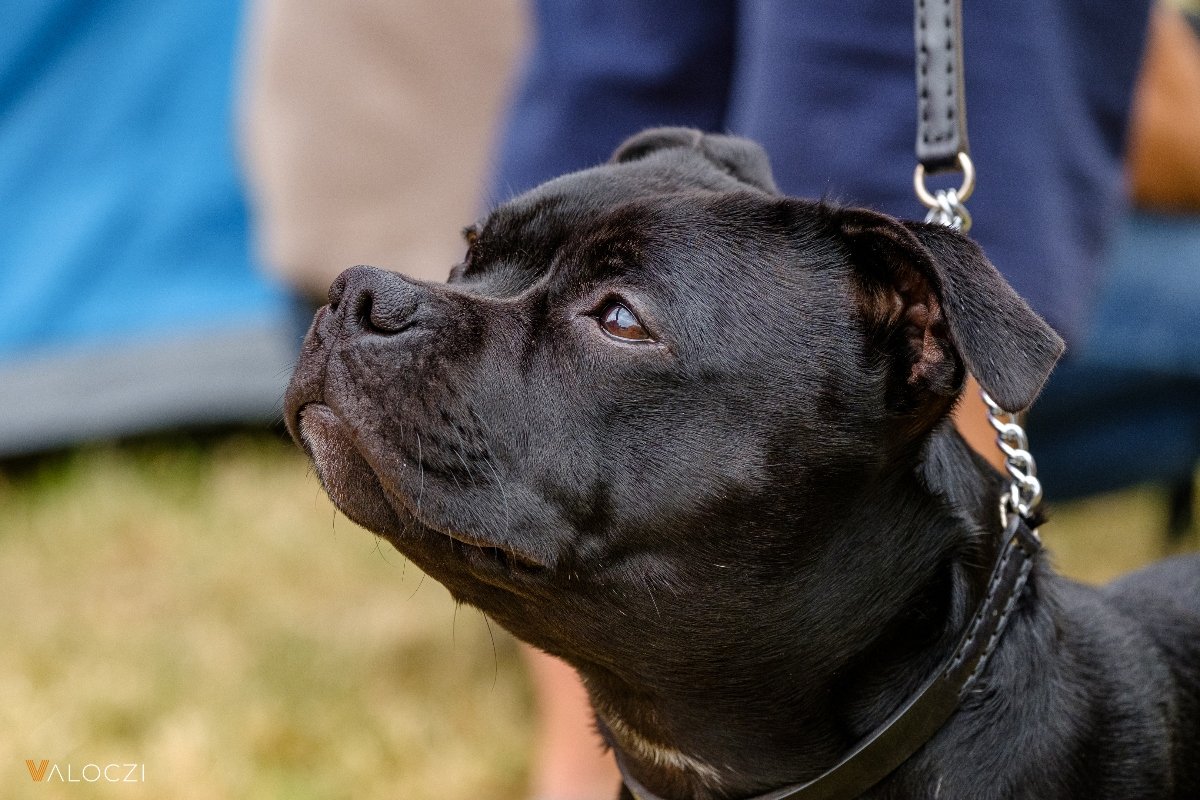 staffordshire bullterrier AÉK Válóczi borító