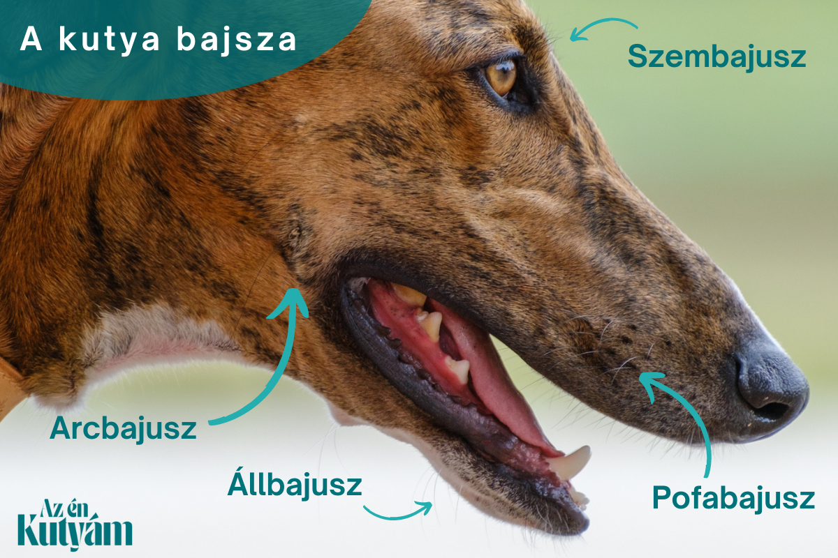 A kutya bajsza