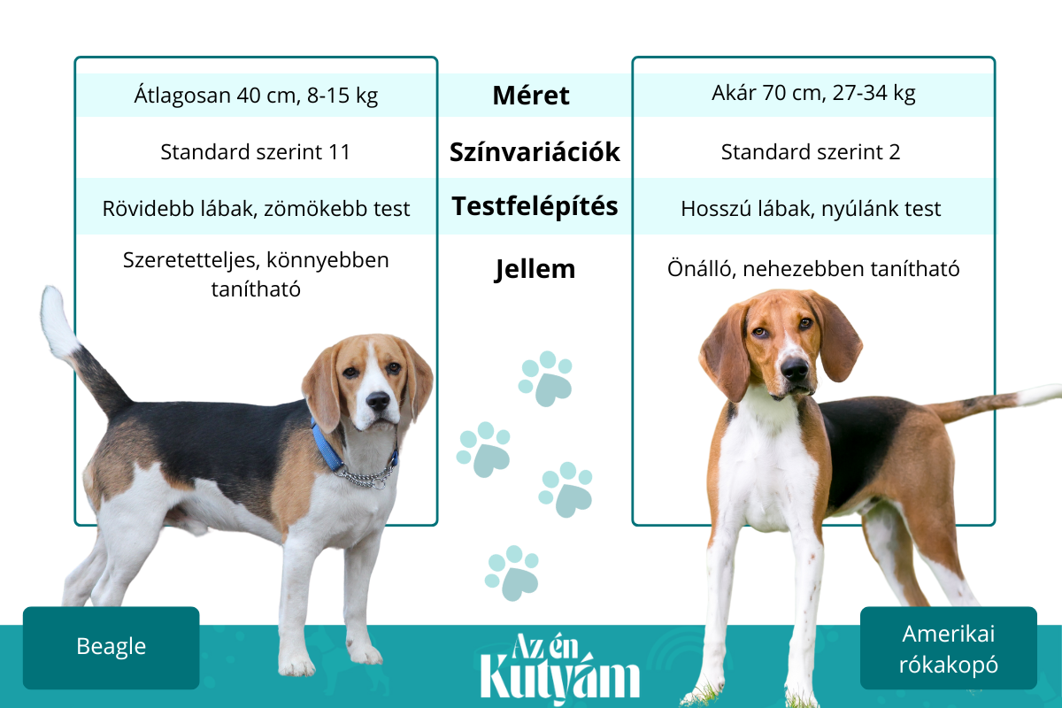 Beagle és amerikai rókakopó (1)