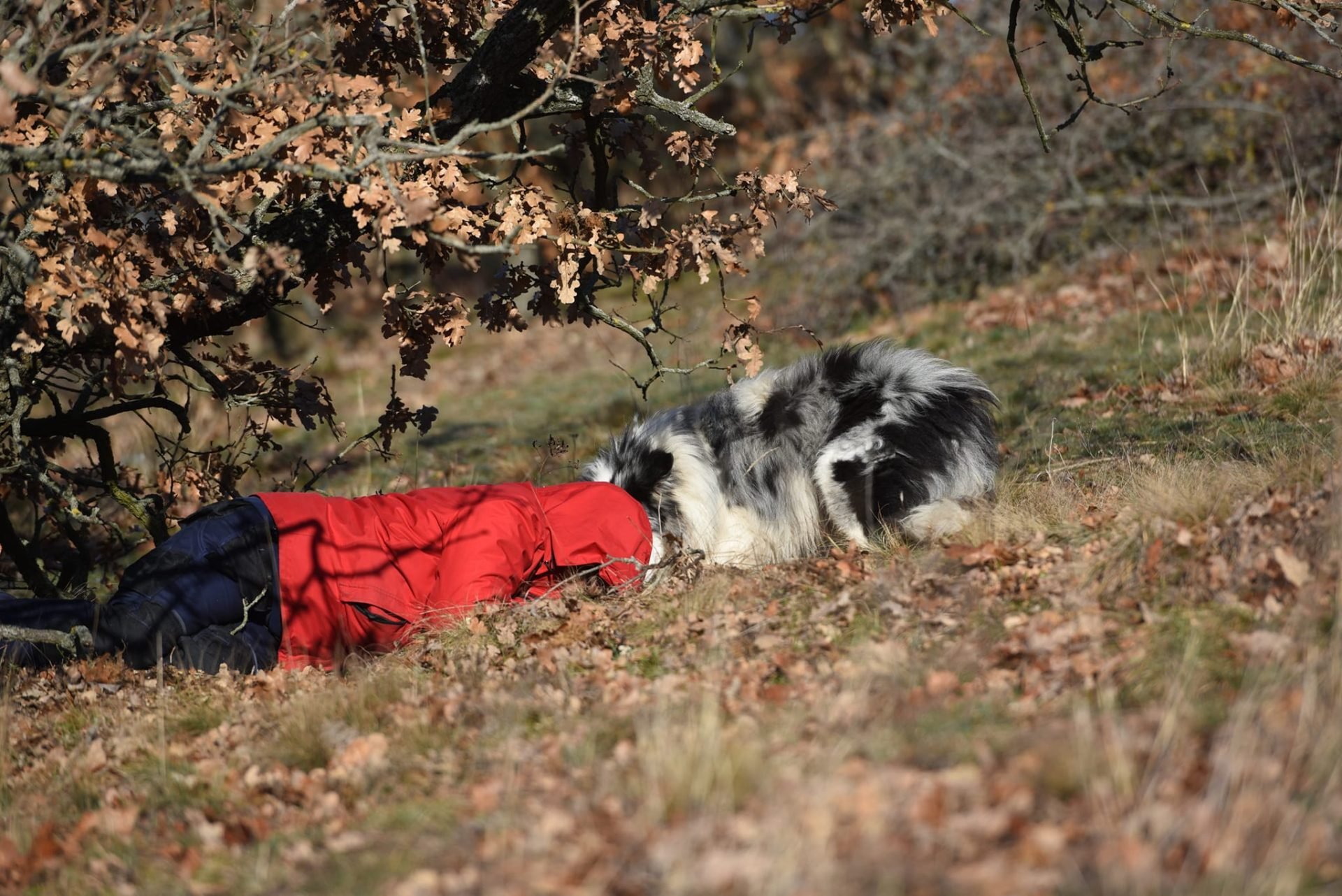 2024_04_dog-plusz-egyesulet-scaled.jpg
