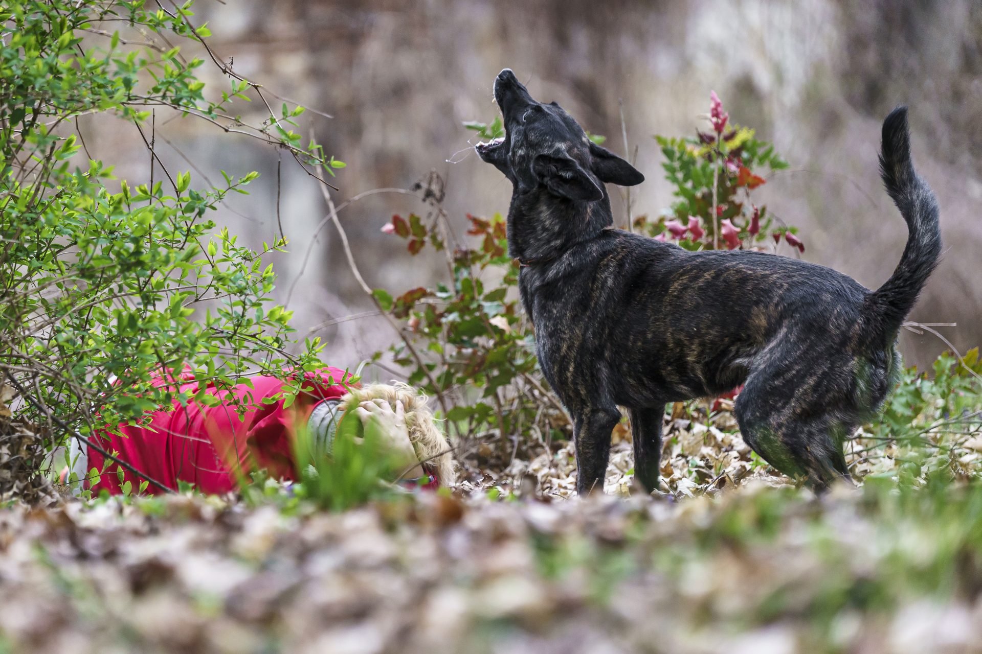 2024_04_dog-plusz-egyesulet1-scaled.jpg