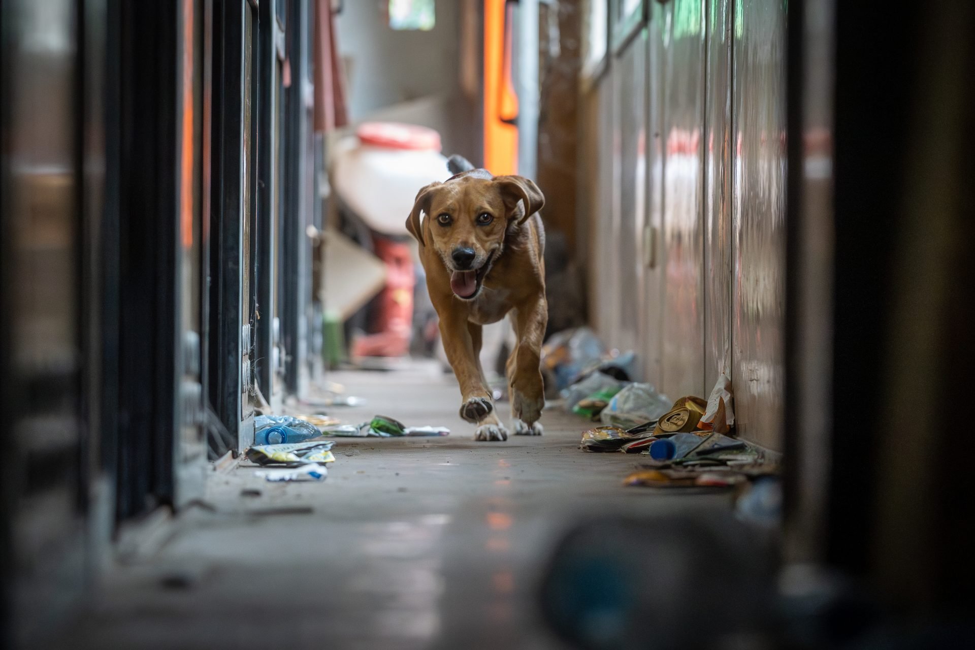2024_04_dog-plusz-egyesulet2-scaled.jpg