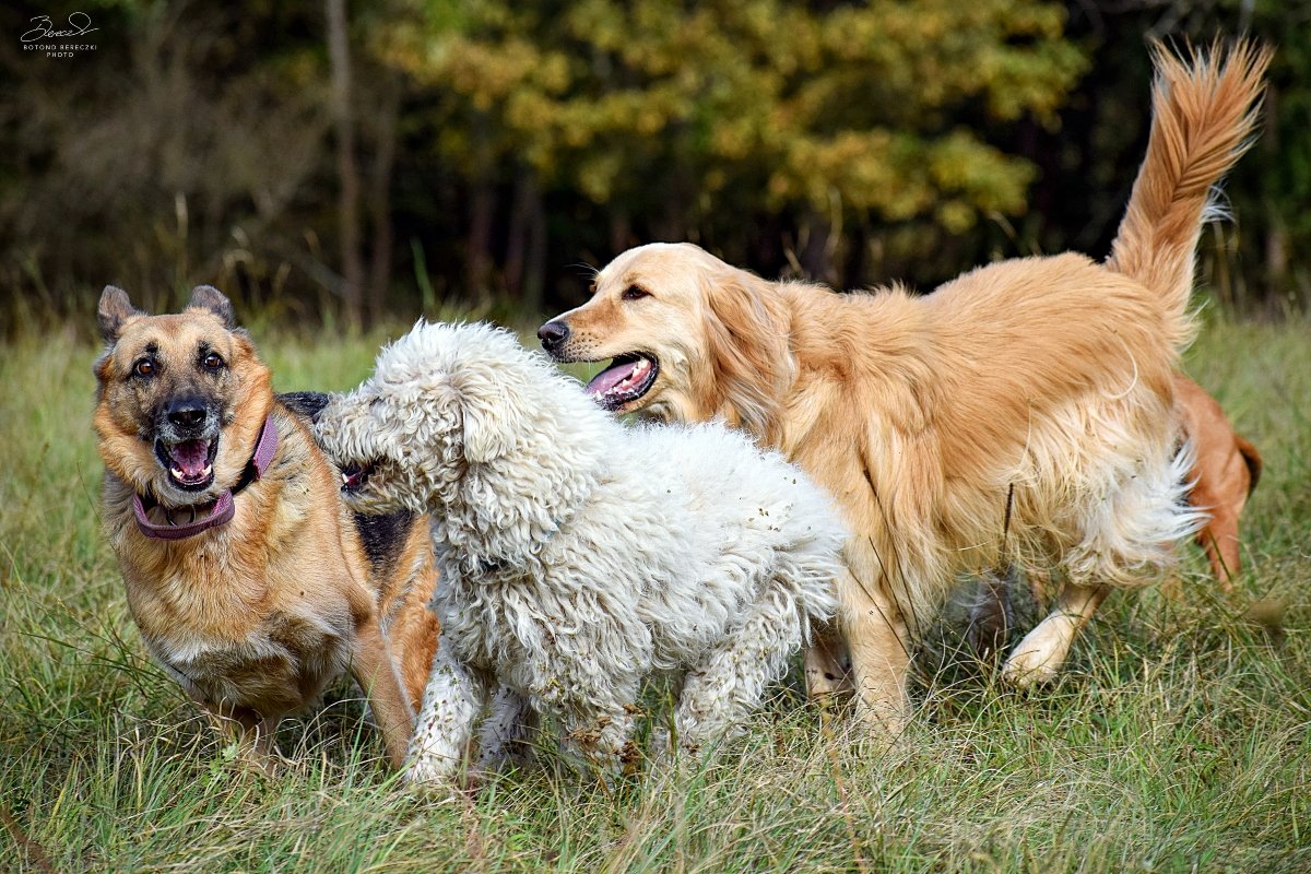 játék golden retriever német juhászkutya áék válóczi