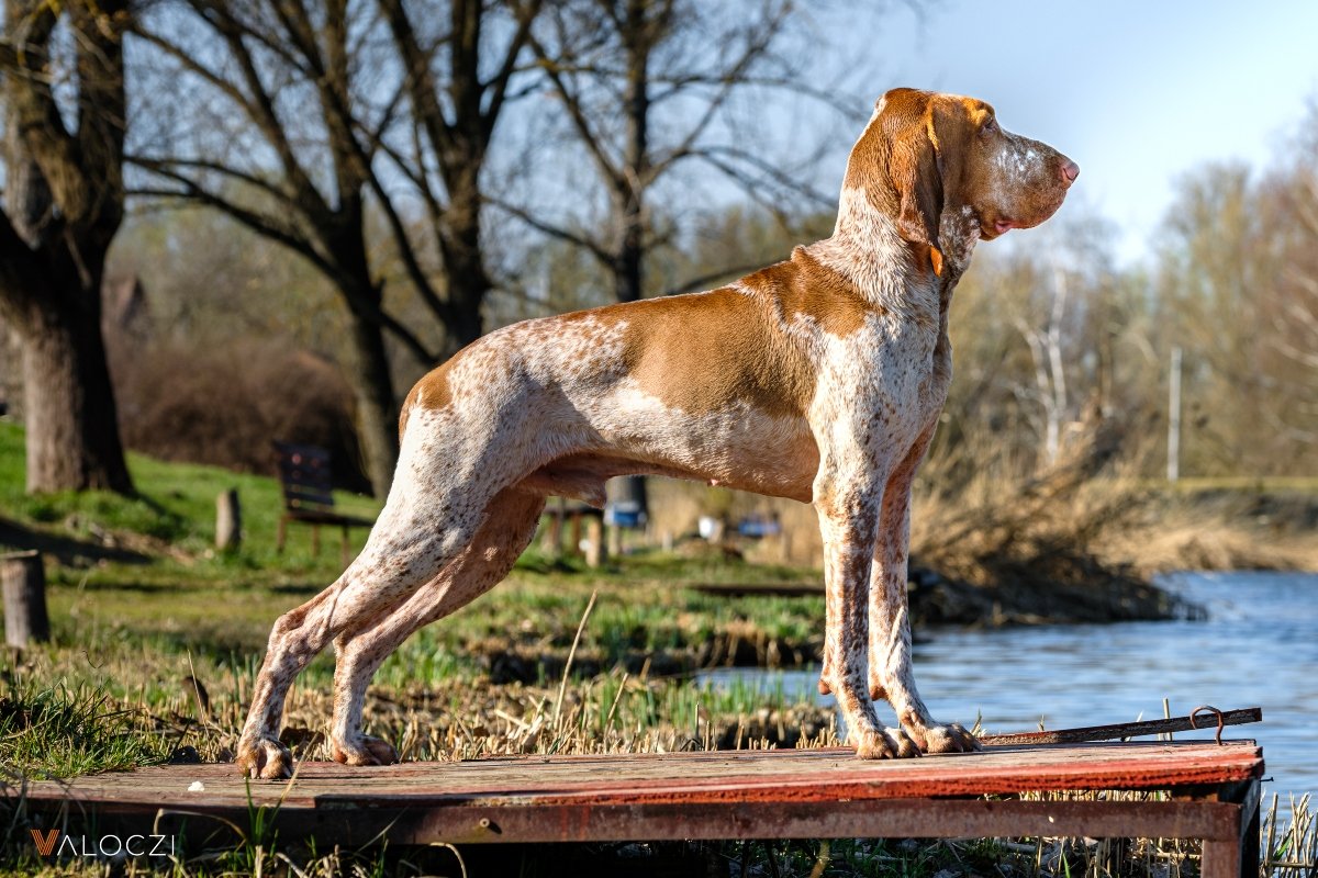 áék az én kutyám olasz vizsla