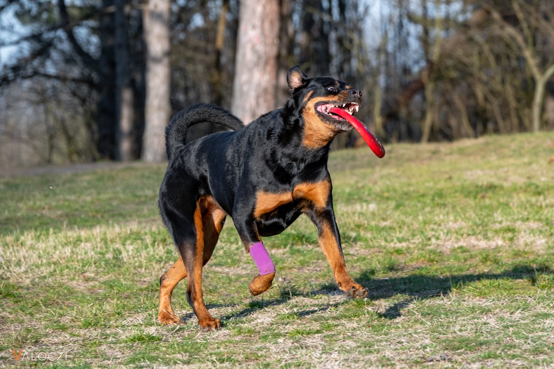 aék válóczi rottweiler frizbi játék