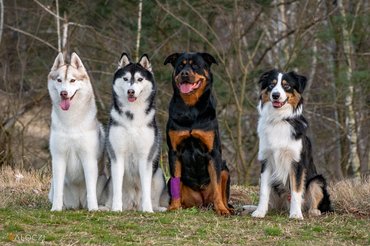 huskyk, rottweiler és ausztrál juhászkutya