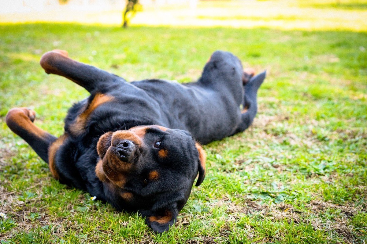 rottweiler hempergőzik a fűben