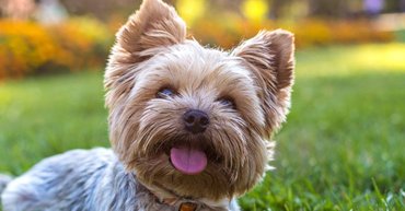 Yorkshire terrier