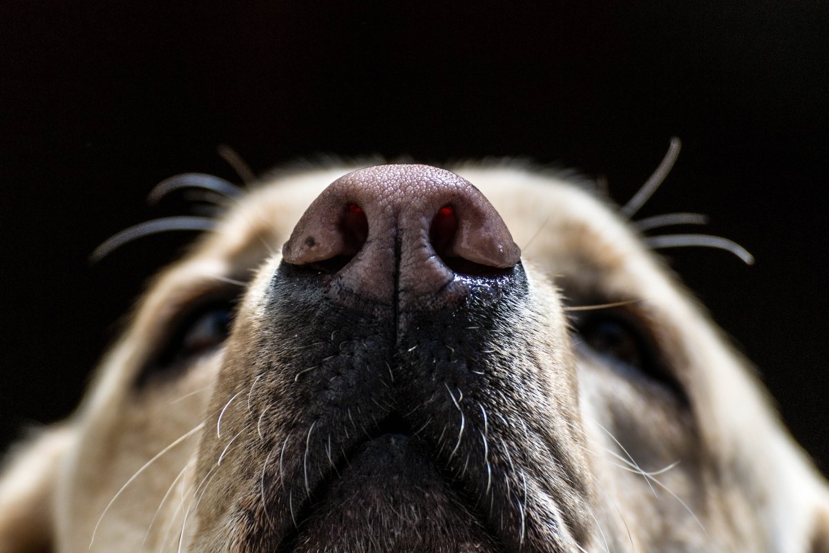 labrador orr anyajegy