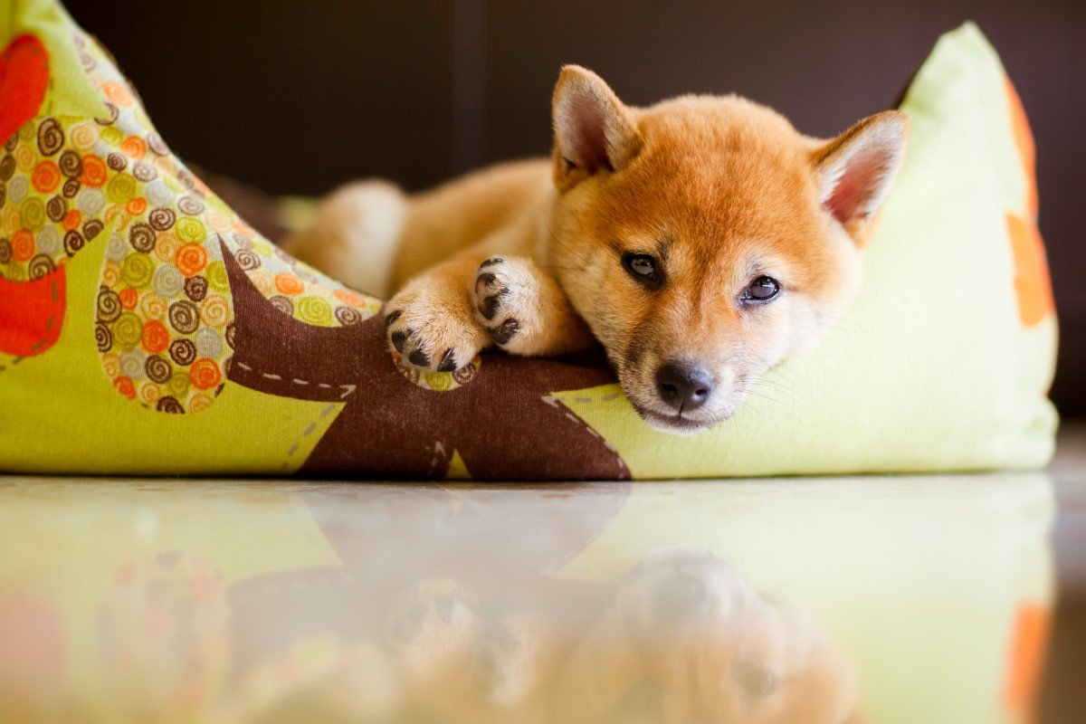 kölyök shiba inu kutyaágyon