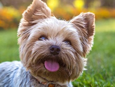 Yorkshire terrier