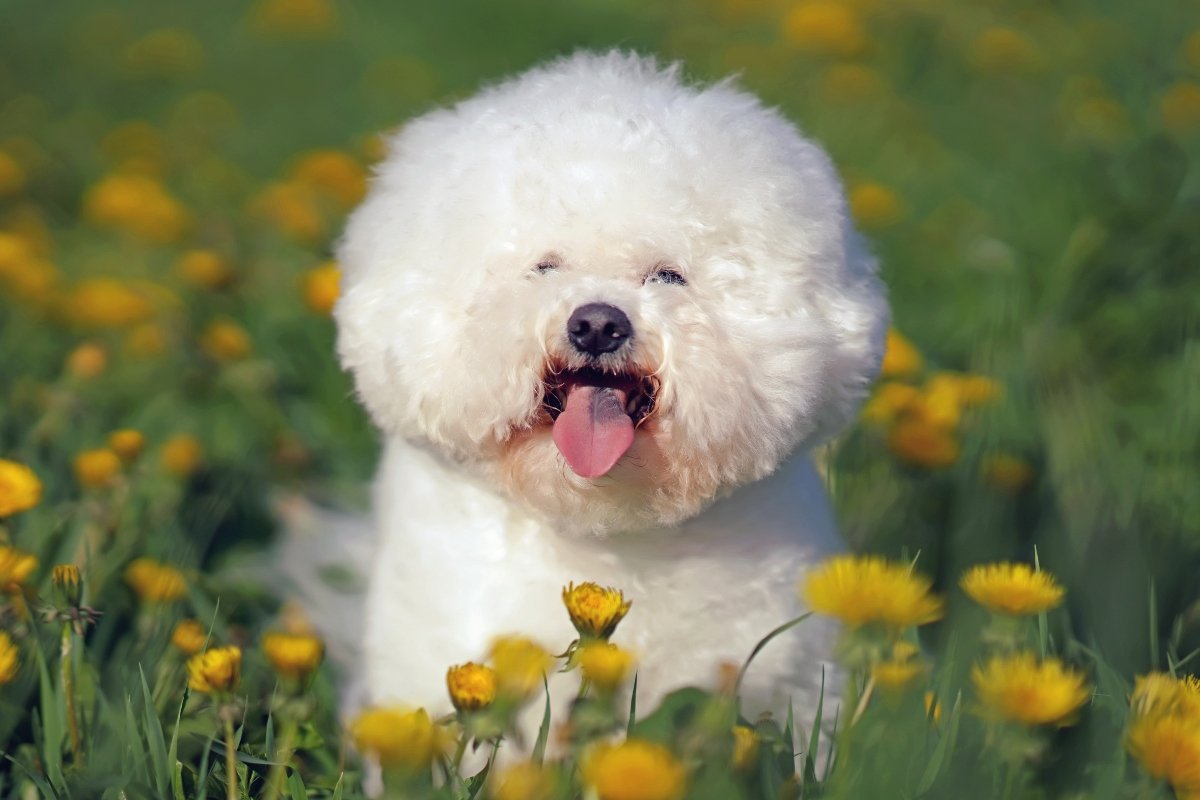 bichon frisé virág mező nyár tavasz nyelv