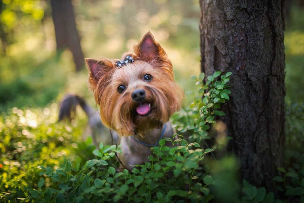 Yorkshire terrier