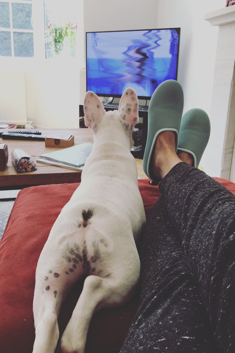 Francia bulldog fekszik a gazdája mellett, és tévét néznek