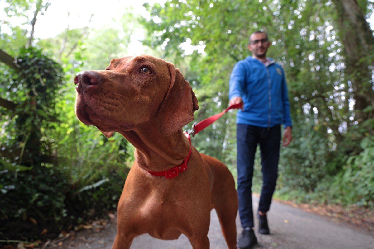 magyar vizsla veszes pórázon
