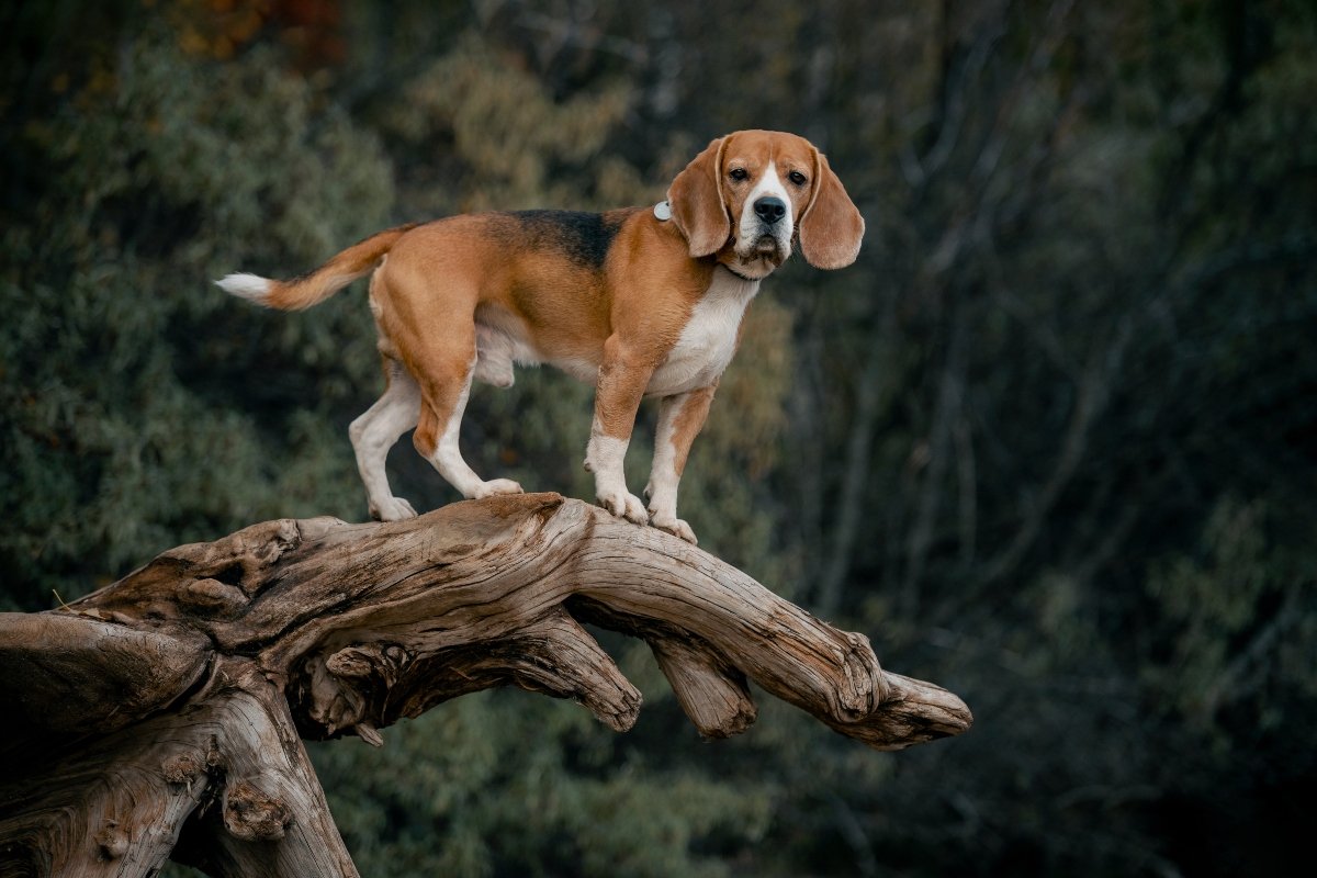 beagle