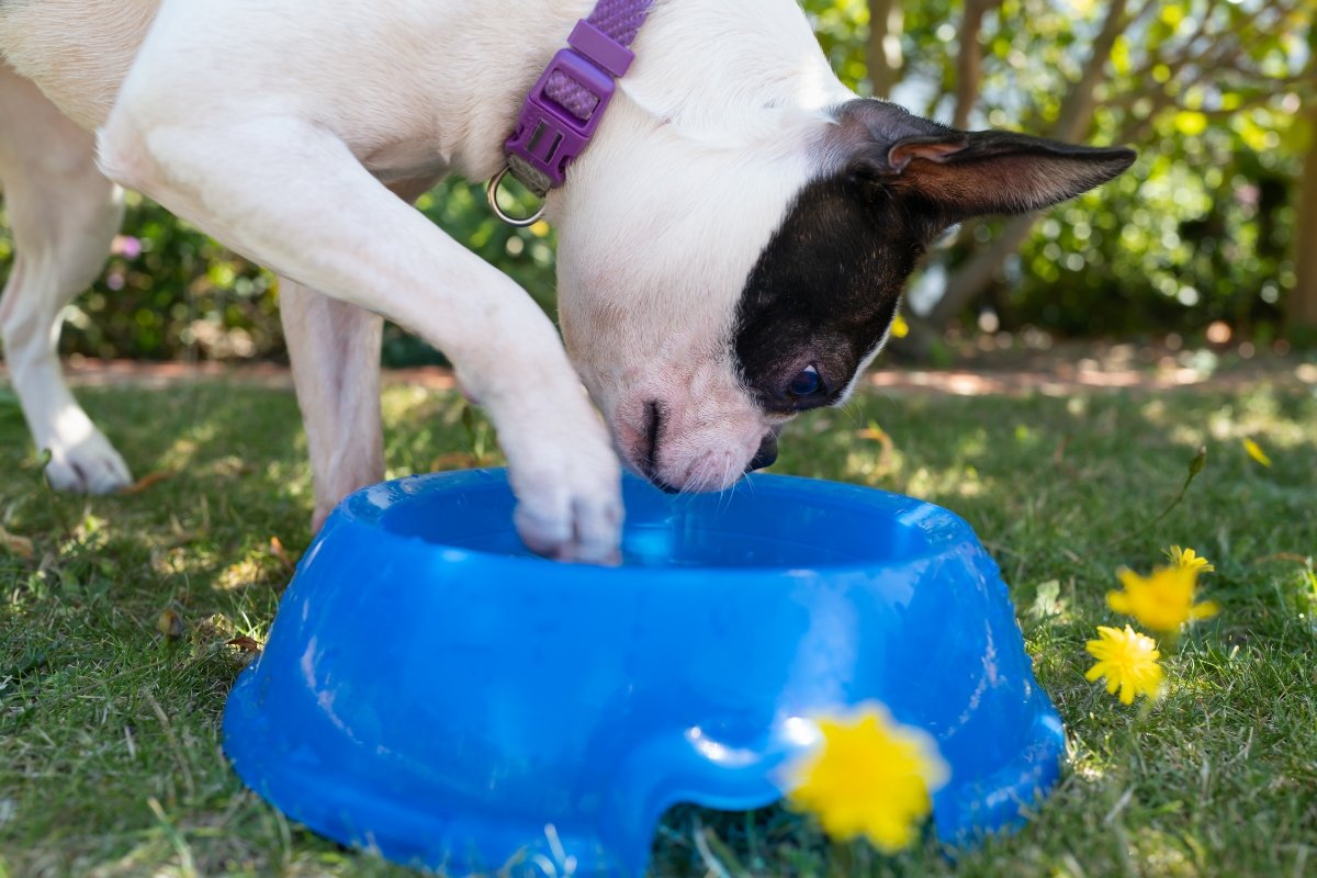 boston terrier iszik tál eszik