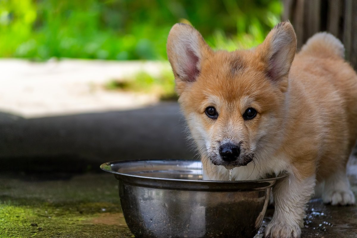 corgi iszik kölyök víz tál