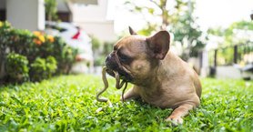 francia bulldog kígyóval a szájában