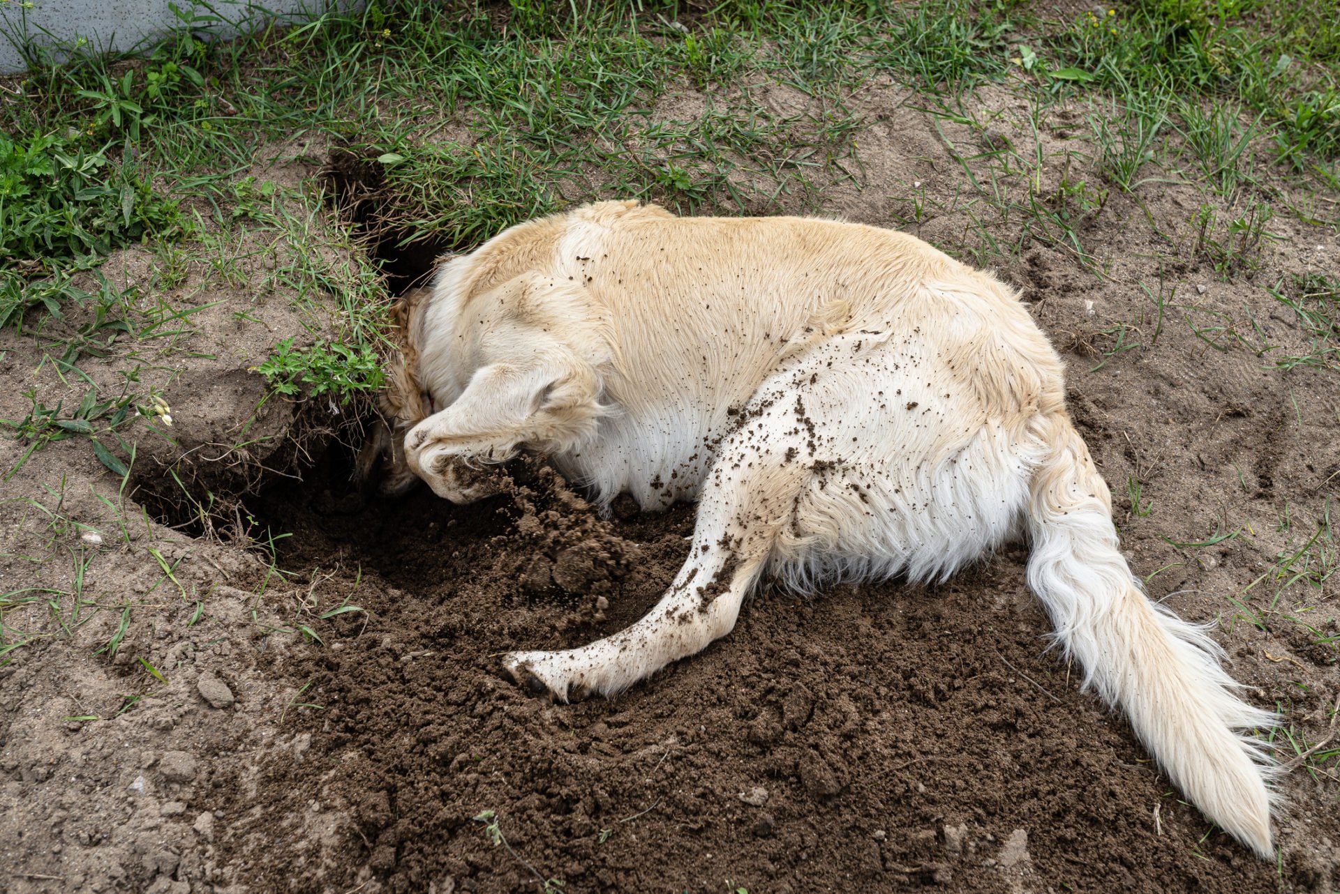 golden retriever ás