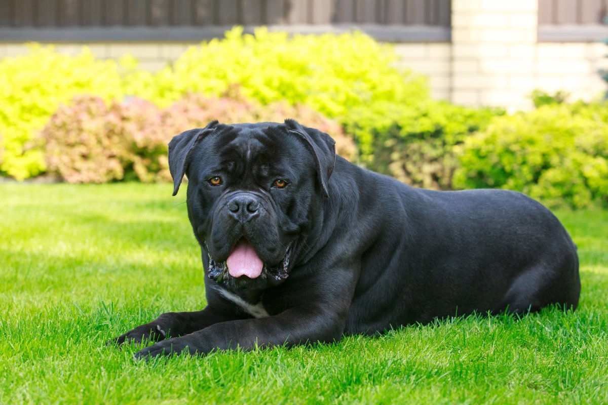 cane corso
