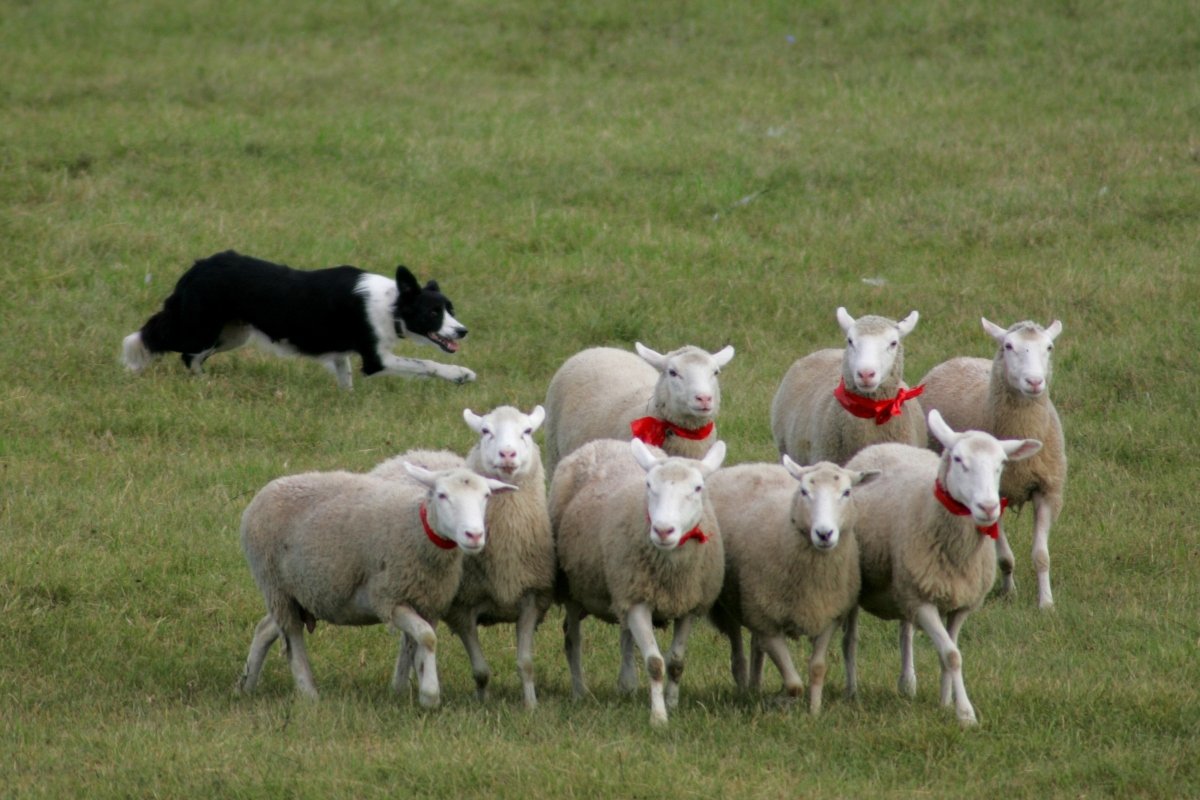 border collie terel juh