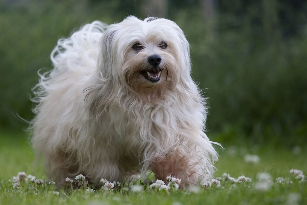 Bichon havanese