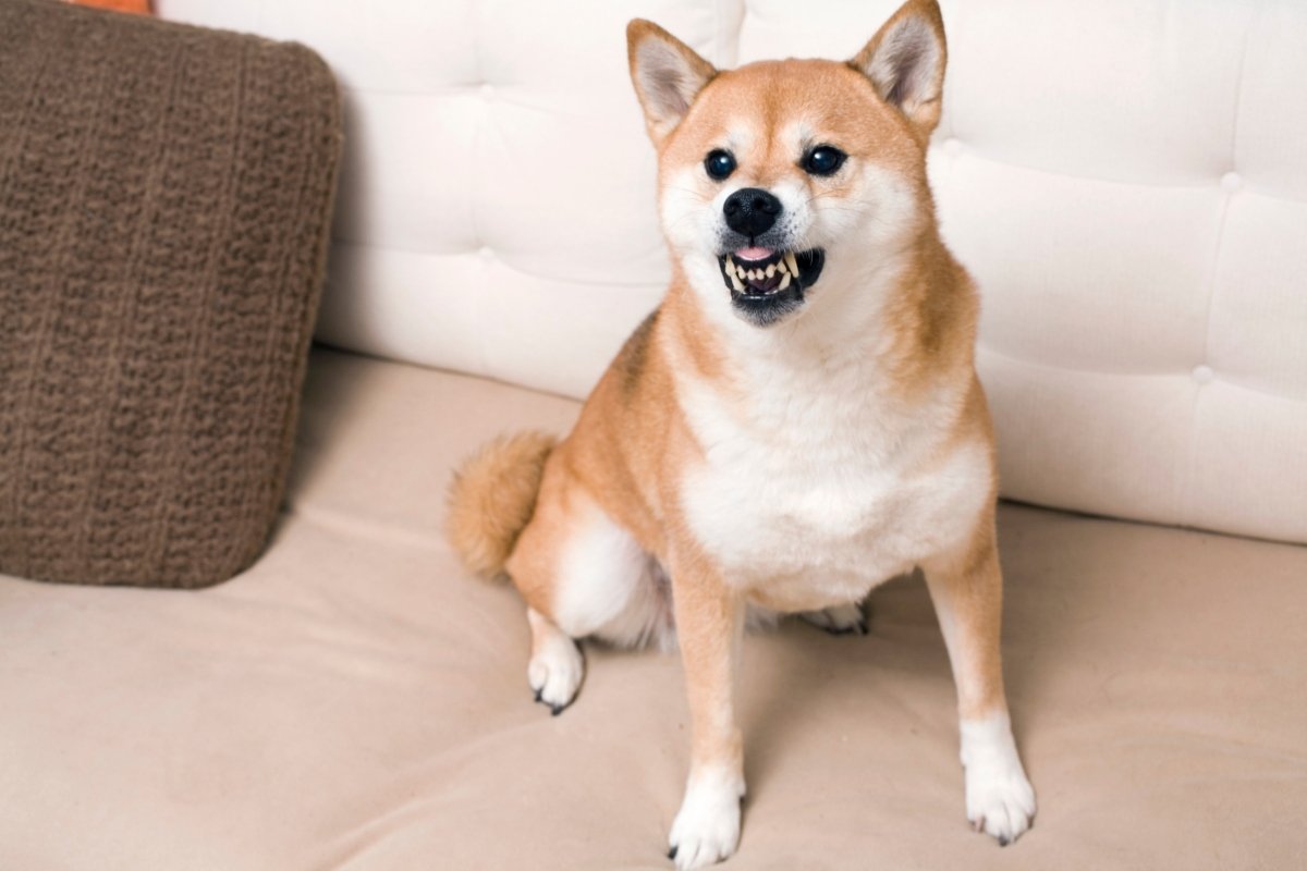 shiba inu morog agresszív