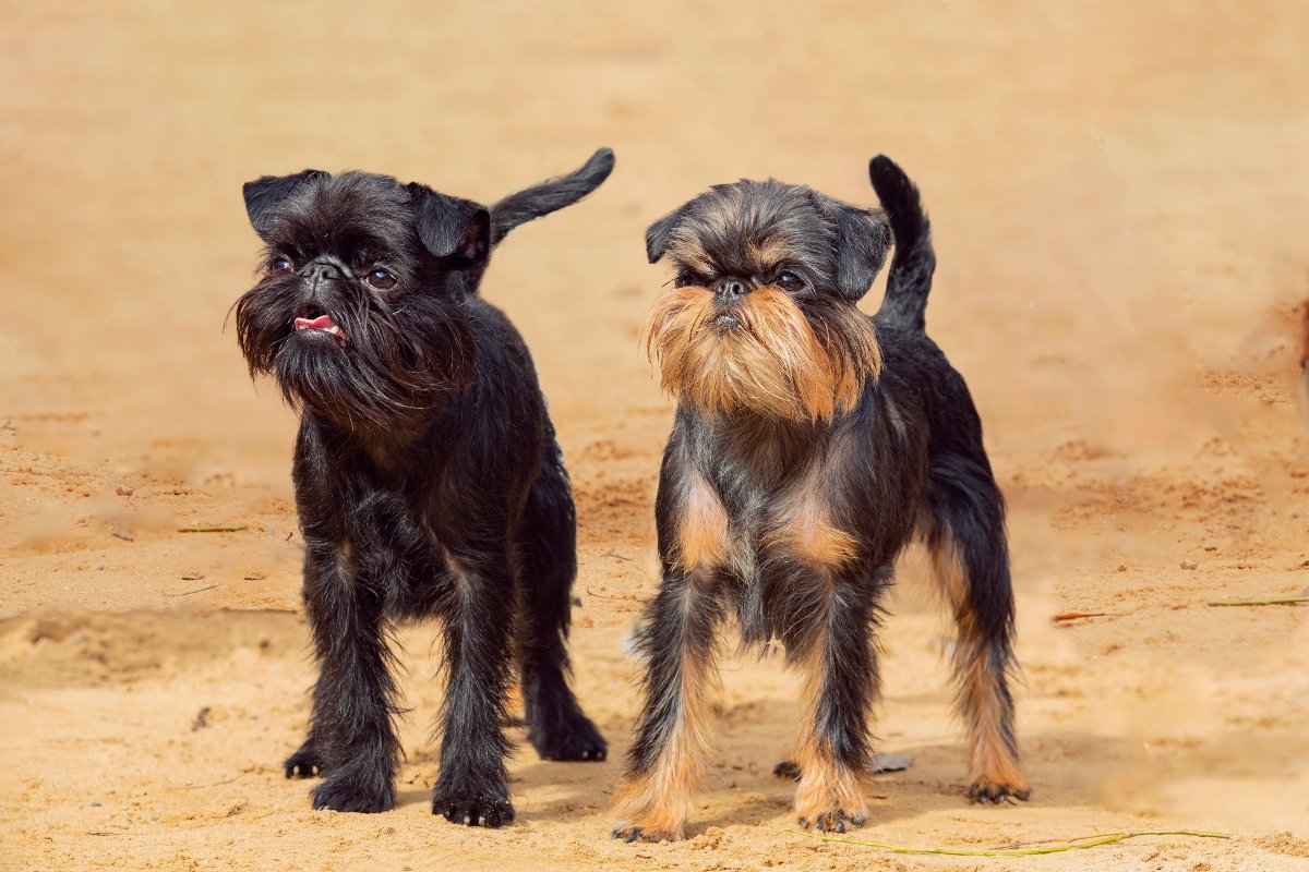 belga griffon