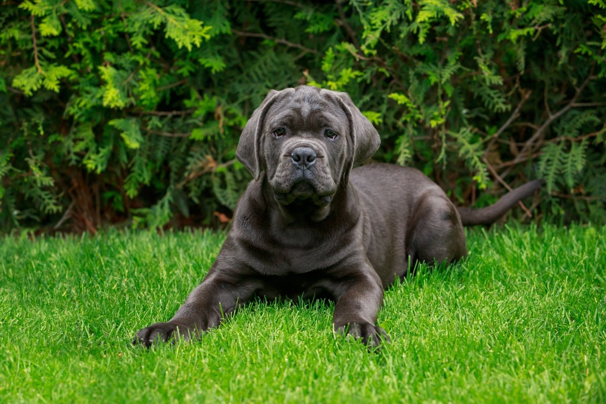 cane corso kölyök