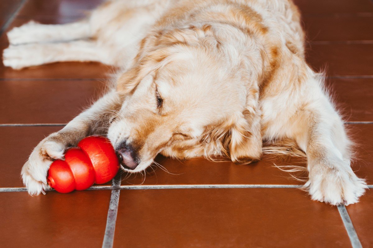 kutya (golden retriever) étellel tölthető játékkal (kong)