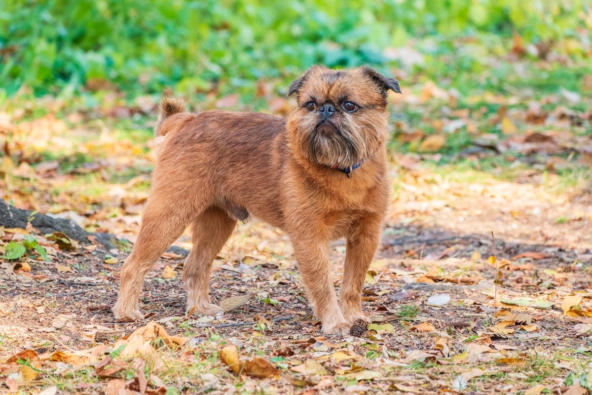 brüsszeli griffon