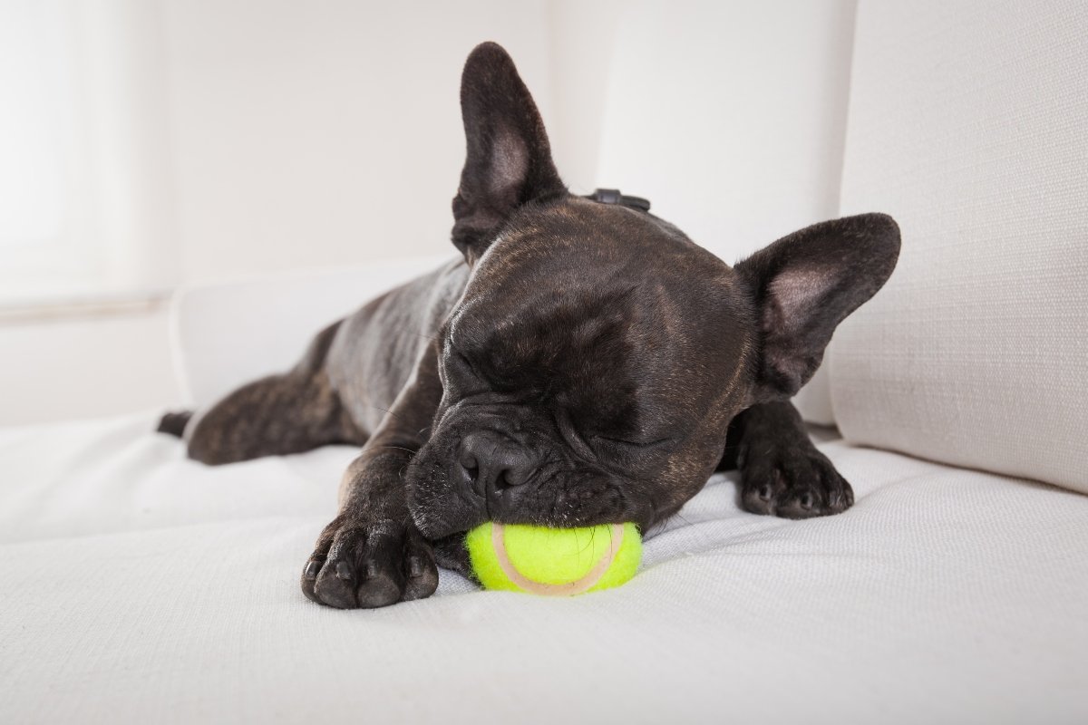 francia bulldog alszik labda játék