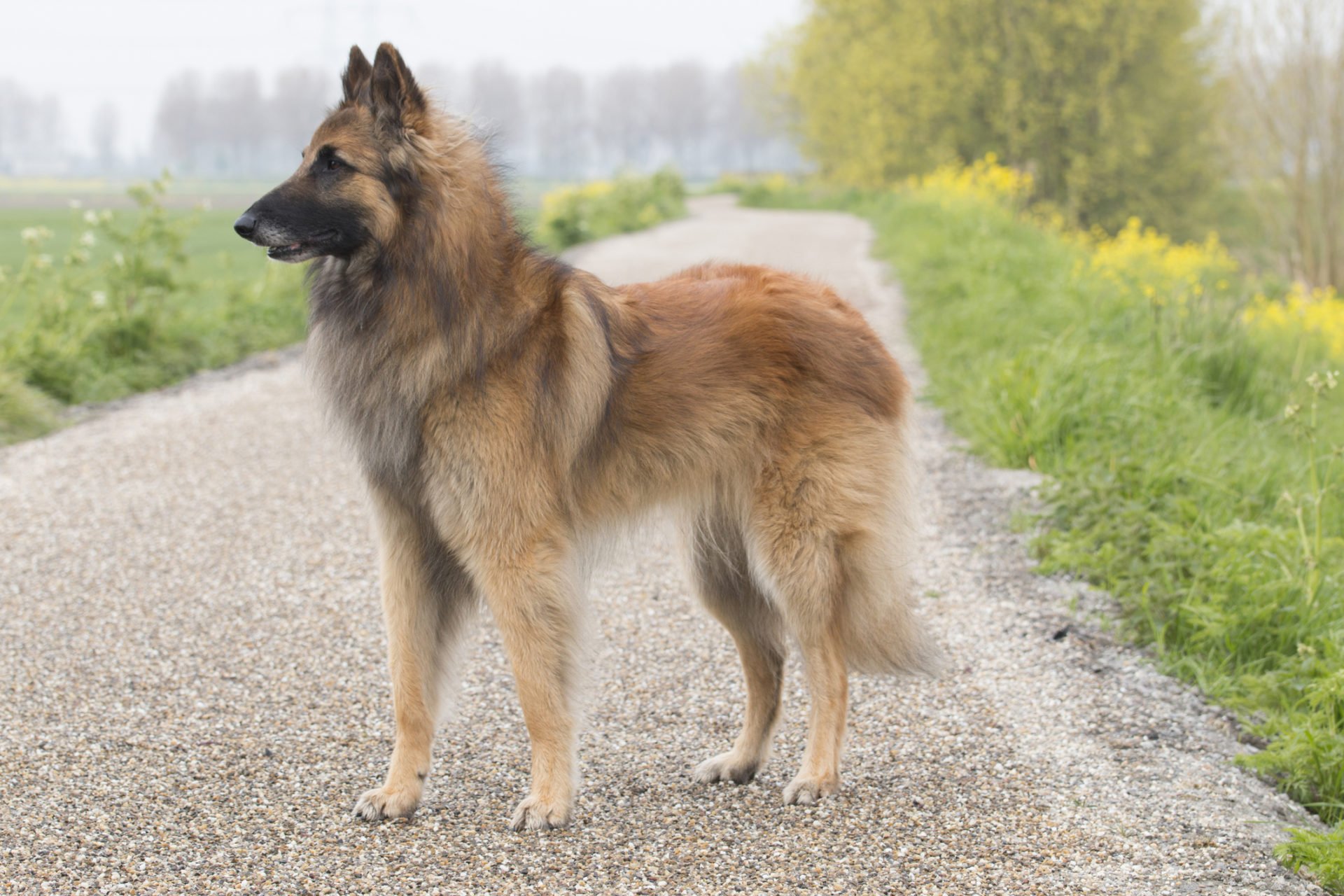 tervuren
