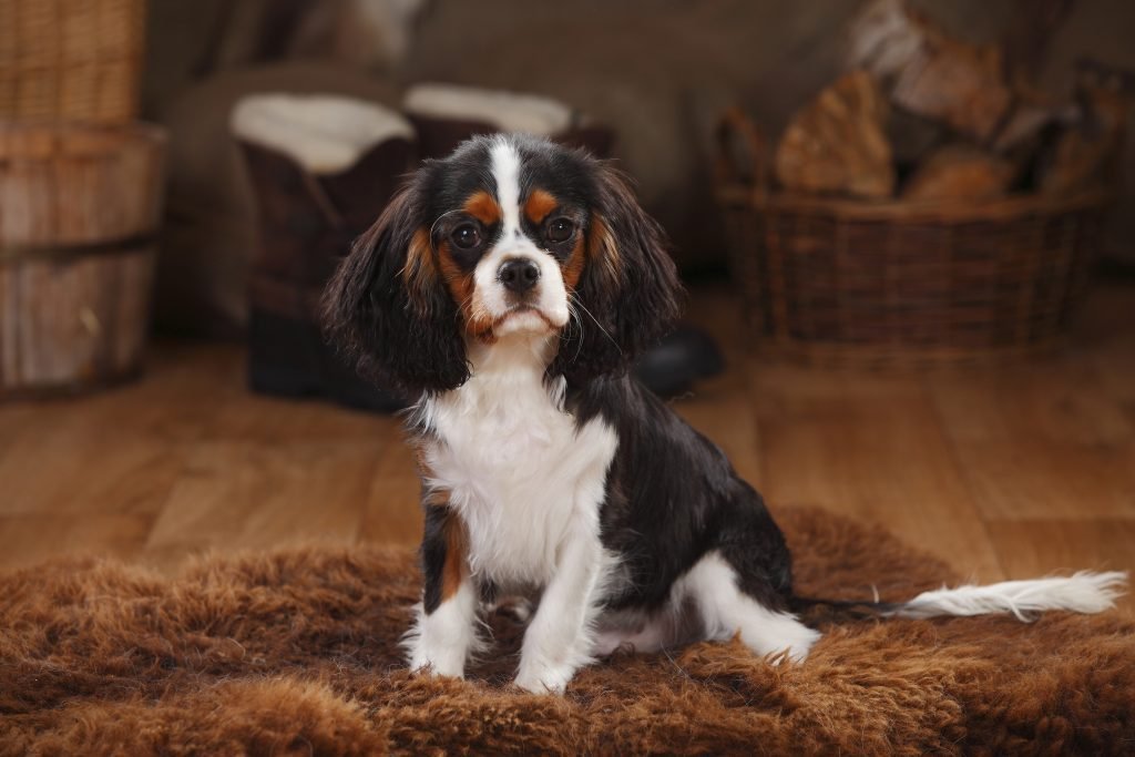 Cavalier King Charles spániel