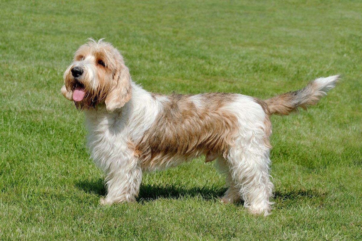 Kis vendée-i griffon basset