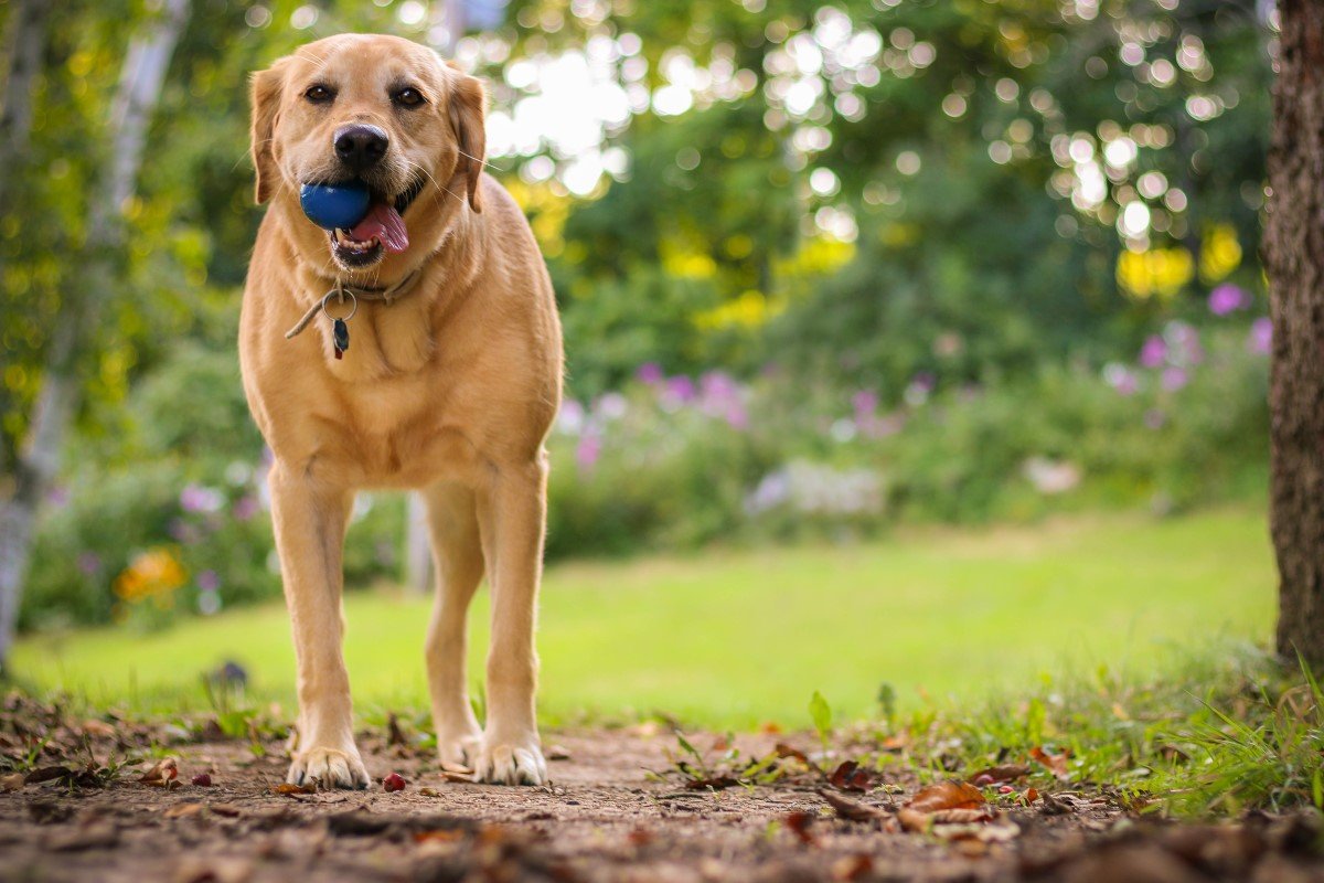 labrador retriever jellegű kutya labdával a szájában